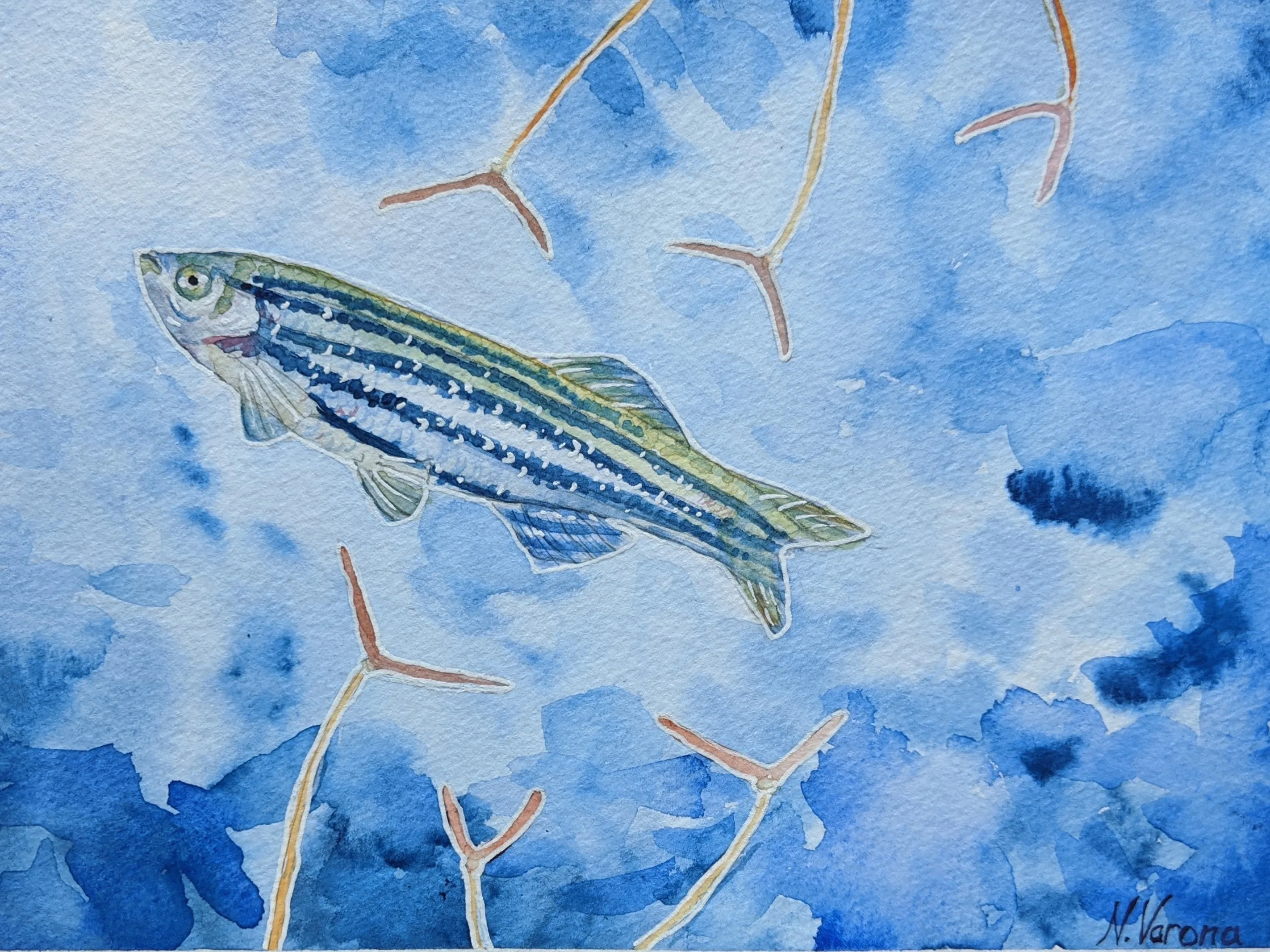 Zebrafish
